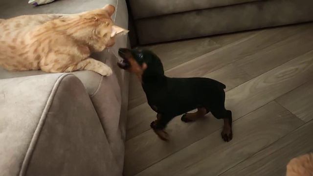 Доберман и тигр... смотреть онлайн