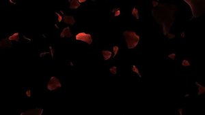 Футажи для видеомонтажа "Лепестки роз на тёмном фоне"