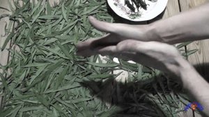 Иван чай. Заготовка, сбор, ферментация, сушка, приготовление иван-чая