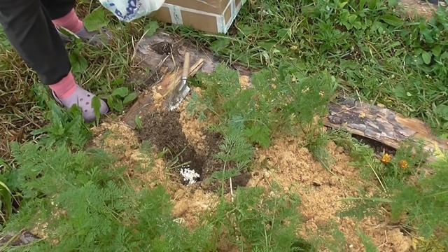 Земляничная поляна ,и как ее вырастить. смотреть онлайн