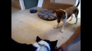 Собачьи игры