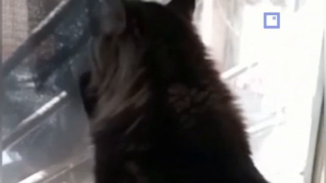 Отзыв о рамочной москитной сетке «Антикошка/Антиклюв»