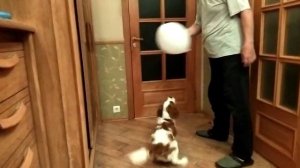 Армани познакомился с воздушным шариком. Восторг у собаки.