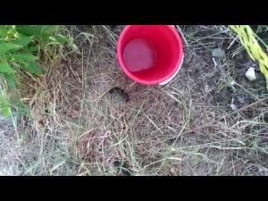 Выпускаю раков для разведения в речке.