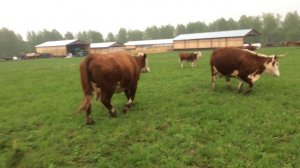 Пастбище для герефордов 2-ой день