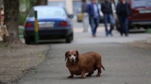 Старая такса