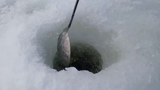 Лов хищника на живца! Рыбалка с Бобкой на жерлицы в январе на озере! смотреть онлайн