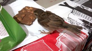 Как мы приручили воробья