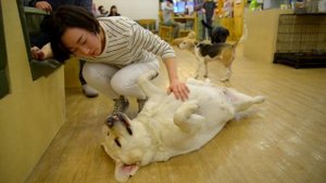 СОБАЧЬЕ КАФЕ ? ДОГ КАФЕ ? Dog Cafe ?? что посмотреть в Сеуле ?? Сеул ВЛОГ ? кафе с собаками