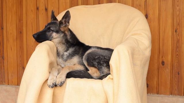 German Shepherds: Understanding their Prey Drive and How to Control it PART 1