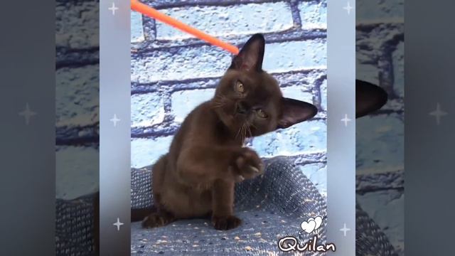 Quilan бурманский котёнок. Питомник Freya Way смотреть онлайн