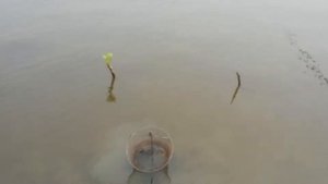 Панорама   Река Суева