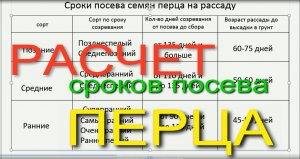 Сроки посева Перца!