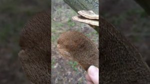 ТРУТОВИК БУГРИСТЫЙ Daedaleopsis confragosa