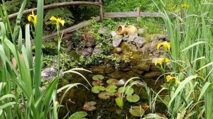 Пруд с нимфеями, уход, что делать зимой.