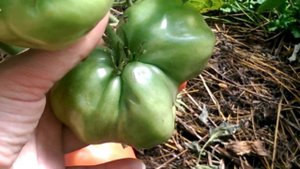 Томат Петруша огородник на 25 августа