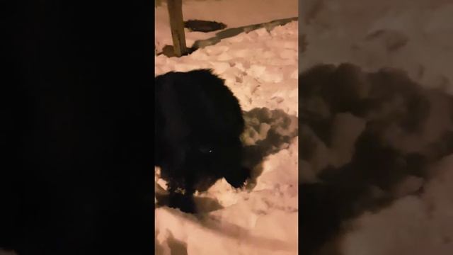 Собака. Ньюфаундленд. Зима. Прогулка. Вечер. 2018г. Январь. смотреть онлайн