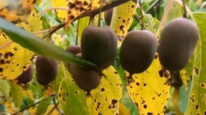 Актинидия Киевская гибридная