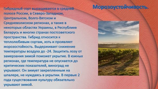 Юлиан- виноград. смотреть онлайн