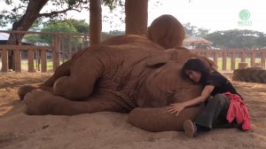 Колыбельная для слона