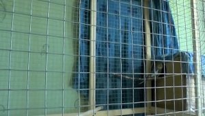 Попугаи ЕДЯТ свои яйца Расклев яиц Что делать