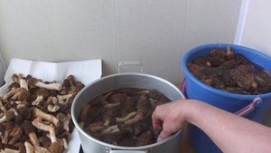 Сморчки полезные свойства сморчка конического и сморчковой шапочки