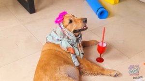 СОБАКА В СЕМЬЕ МИЛЛИАРДЕРШИ || Богатые VS бедные владельцы животных от 123 GO! CHALLENGE