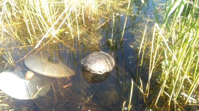 Шел, шел и черепаху нашел ? смотреть онлайн