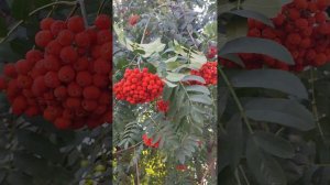 Рябина в конце лета. ягоды, как растет. Rowan at the end of summer.  berries as it grows.
