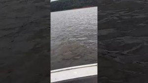 Ловля сома на реке Каме