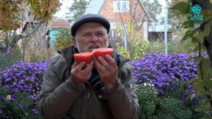 Томаты "Калабрези"