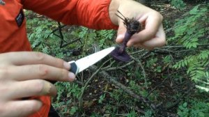 Паутинник фиолетовый