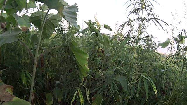 Купание в Источнике 3-6. СКК "Вместе" смотреть онлайн