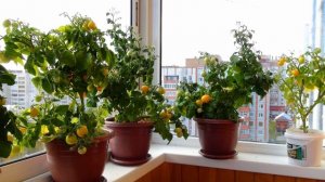 Лучшие сорта помидор для выращивания на подоконнике