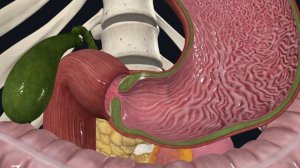 Желудок - анатомия и топография IСпланхнологияI