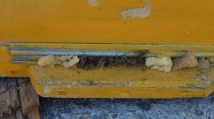 Когда выставлять пчёл из зимовника. (Ранний вынос ульев из омшаника).