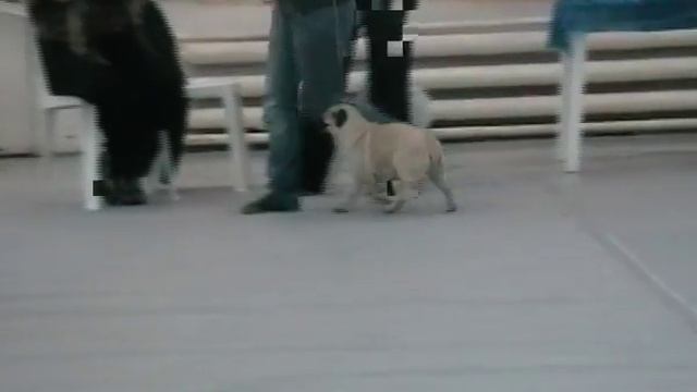 сука юнор +сравнение на ЛЮ.avi смотреть онлайн