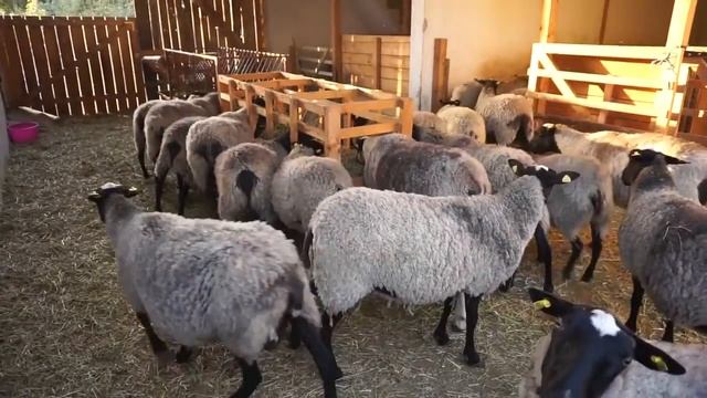 #овца Романовская овца Класс Элита Племенные