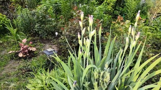 Цветут ирисы. смотреть онлайн