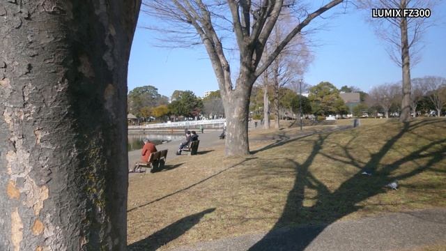 長い間お疲れ〜！カブパパ動画を支えた銘機【LUMIX FZ300】2023年1月手賀沼 4K映像 смотреть онлайн