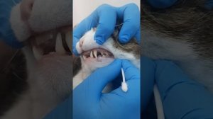 Болят ли зубы у кошек и собак? Как осмотреть рот питомцу.