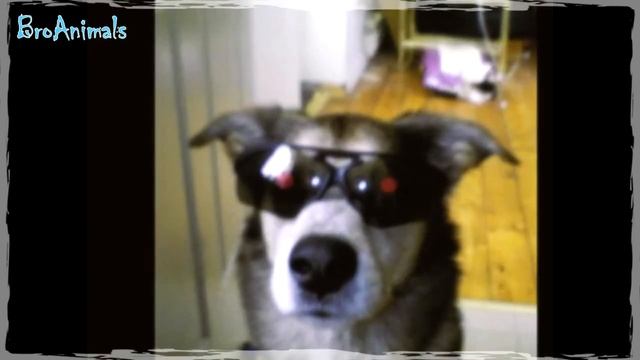 СМЕШНЫЕ ЖИВОТНЫЕ 2020 ? Тест на Психику ? Я Ржал Целый ЧАС #705 смотреть онлайн