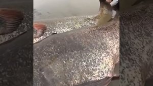 Сом весом 500 кг