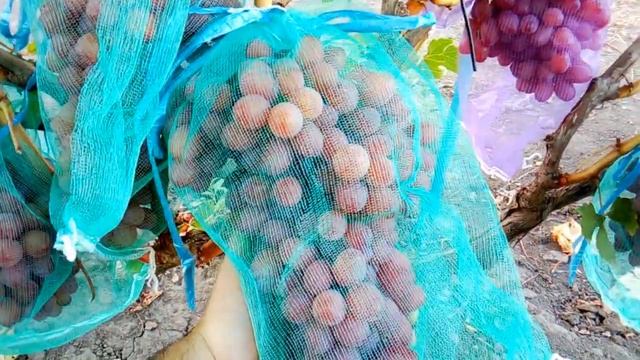 Виноград К-ш Лучистый 2020 смотреть онлайн