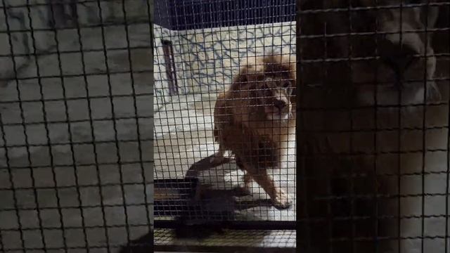 ?Лев Витя как принц в окне. #shorts #animals #lions #животные #львы смотреть онлайн