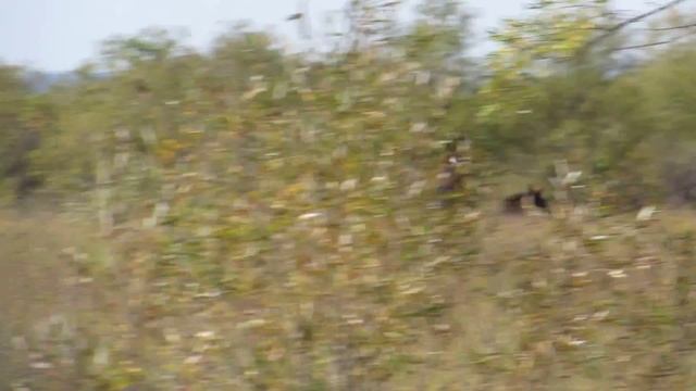Виктория Сун-Ден-Хо в полевом конкуре - Азартный кросс смотреть онлайн