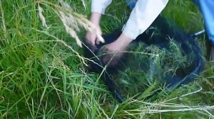 Удачная рыбалка на Рейне.Der erfolgreiche Fischfang am Rhein.