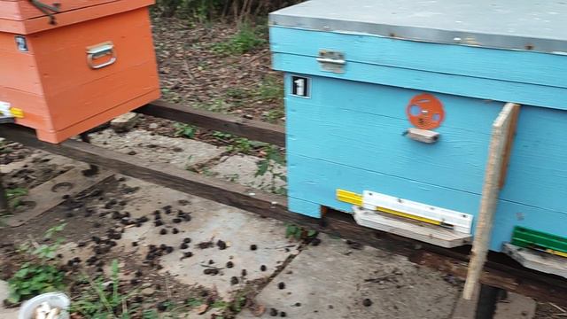 обработал пчёл АПИЗОЛЕМ смотреть онлайн