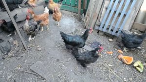 Щенок таксы гоняет курей в курятнике