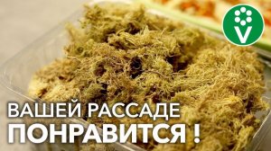 КОРНИ РАССАДЫ БУДУТ РАСТИ КАК СУМАСШЕДШИЕ, если добавить ЭТО в грунт
